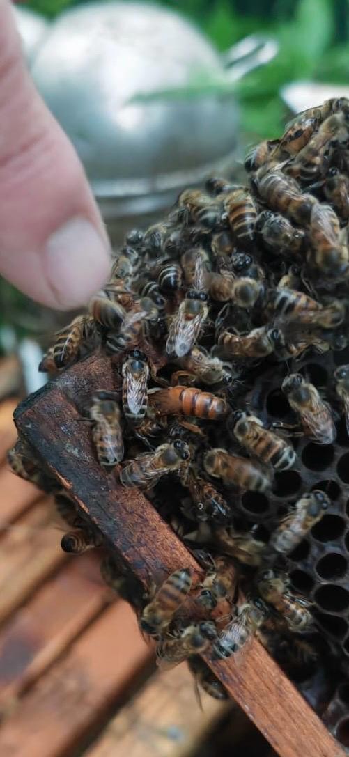 •	Honeybee hives at Growthpoint Properties’ The Woodlands Office Park